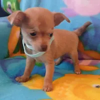 Peanut , a male Chihuahua for sale in San Antonio, TX – Photo 2 of 6