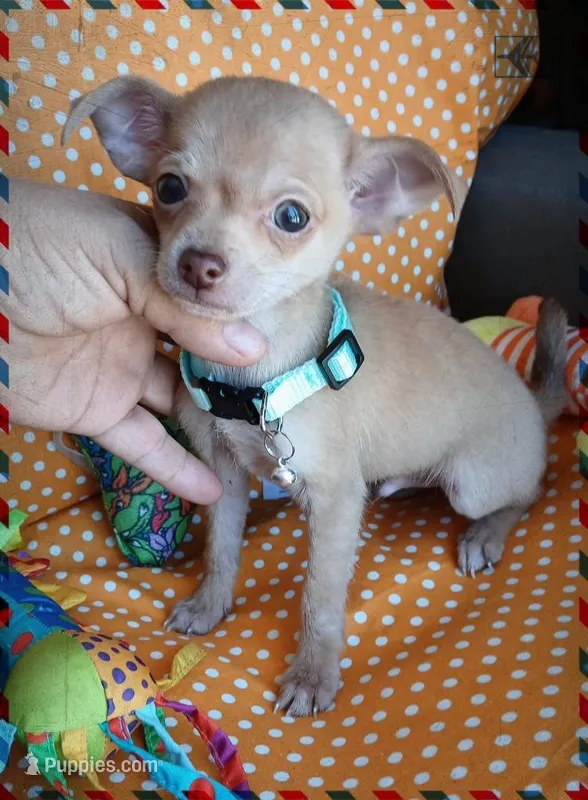 Peanut  – Chihuahua puppy for sale in San Antonio, TX