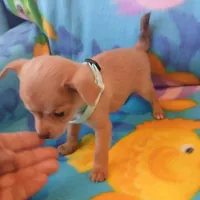 Peanut , a male Chihuahua for sale in San Antonio, TX – Photo 3 of 6