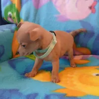 Peanut , a male Chihuahua for sale in San Antonio, TX – Photo 4 of 6