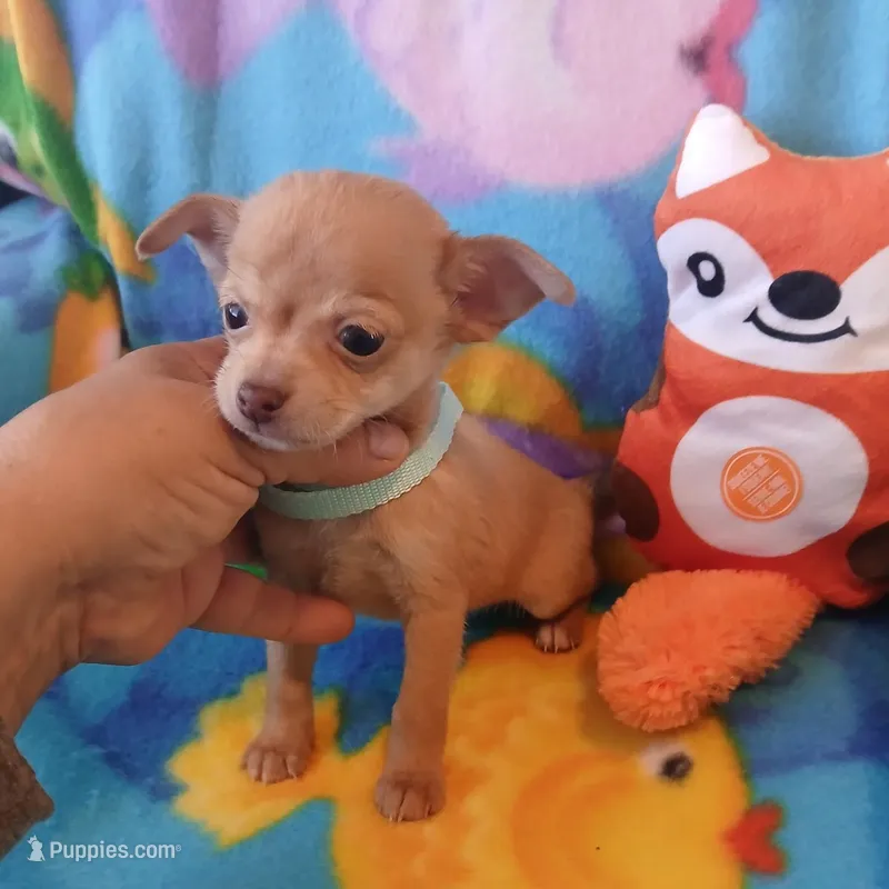 Peanut  – Chihuahua puppy for sale in San Antonio, TX