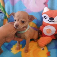 Peanut , a male Chihuahua for sale in San Antonio, TX – Photo 1 of 6