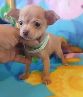 Peanut , a male Chihuahua for sale in San Antonio, TX – Photo 5 of 6