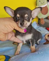 Cosmo (apple), a male Chihuahua for sale in Devine, TX – 3 of 5