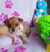 Ginger, a female Chihuahua and Chiweenie for sale in Devine, TX – 4 of 4