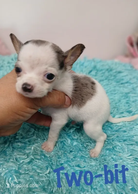 Two-bit – Chihuahua puppy for sale in San Antonio, TX