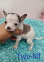 Two-bit, a male Chihuahua for sale in San Antonio, TX – 1 of 2