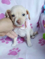 Peaches, a female Chihuahua and Chiweenie for sale in Devine, TX – 3 of 4