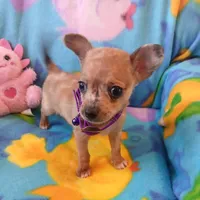 Bonita, a female Chihuahua for sale in San Antonio, TX – Photo 4 of 6