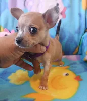 Bonita, a female Chihuahua for sale in San Antonio, TX – Photo 5 of 6