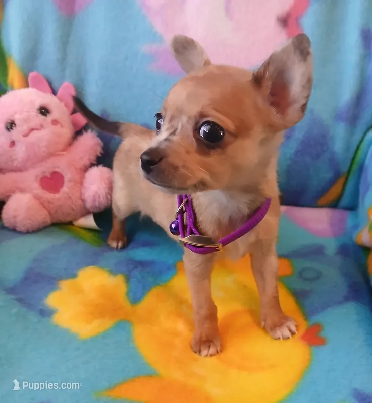 Bonita – Chihuahua puppy for sale in San Antonio, TX