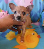 Bonita, a female Chihuahua for sale in San Antonio, TX – Photo 2 of 6