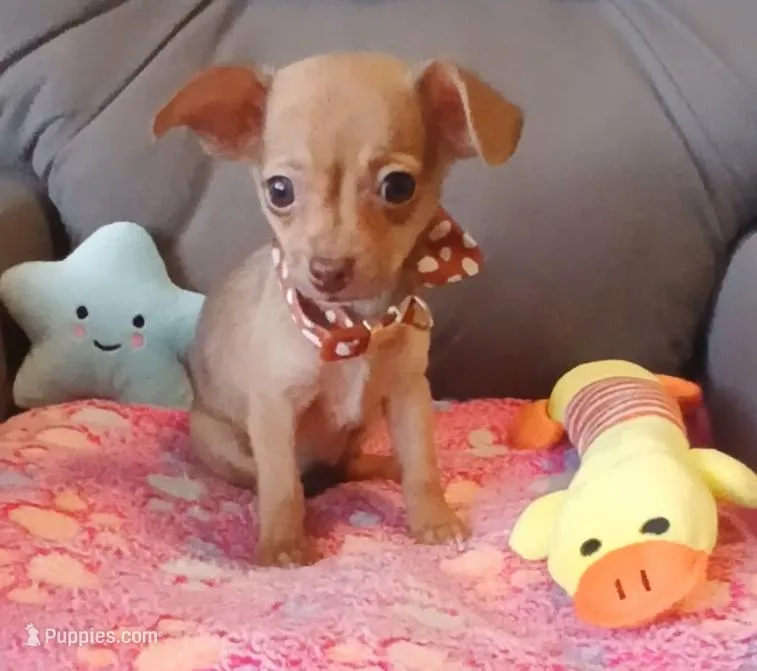 Lupita – Chihuahua puppy for sale in San Antonio, TX