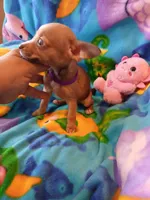 Lupita, a female Chihuahua for sale in San Antonio, TX – Photo 2 of 3