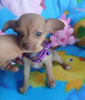 Lupita, a female Chihuahua for sale in San Antonio, TX – Photo 1 of 3