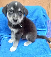Max, a male Border Collie and Labrador Retriever for sale in San Antonio, TX – 2 of 3