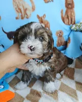 Brownie, a male Shorkie for sale in San Antonio, TX – 3 of 3
