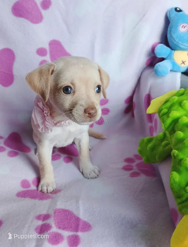 Peaches – Chihuahua, Chiweenie puppy for sale in Devine, TX