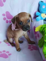 Penny, a female Chihuahua and Chiweenie for sale in Devine, TX – 1 of 4