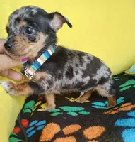 Patches, a male Chihuahua for sale in Devine, TX – 3 of 4