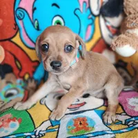 Phoebe(2104290674), a female Chiweenie for sale in Devine, TX – 2 of 4
