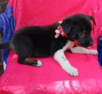 Luna, a female Border Collie and Labrador Retriever for sale in San Antonio, TX – 4 of 4