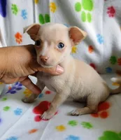 Kiki, a  Chihuahua for sale in San Antonio, TX – 1 of 1