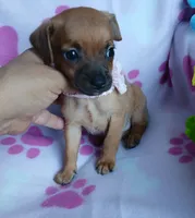 Penny, a female Chihuahua and Chiweenie for sale in Devine, TX – 4 of 4