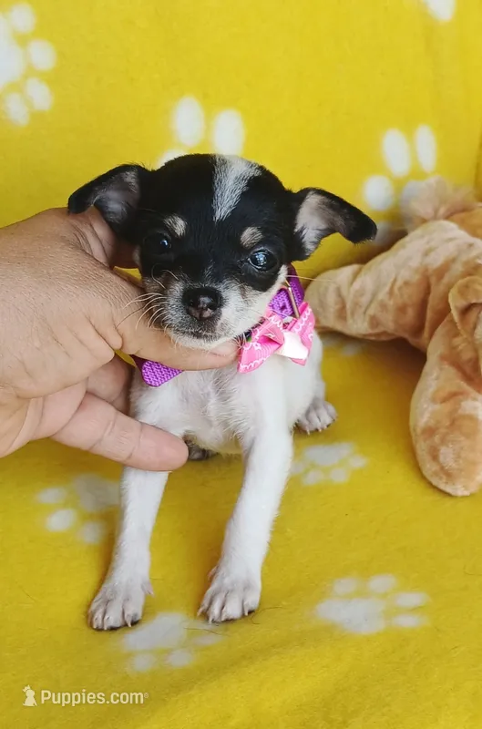 Ruby – Chihuahua, Chiweenie puppy for sale in San Antonio, TX