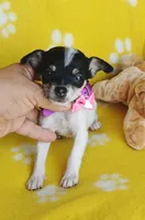 Ruby, a female Chihuahua and Chiweenie for sale in San Antonio, TX – 1 of 1