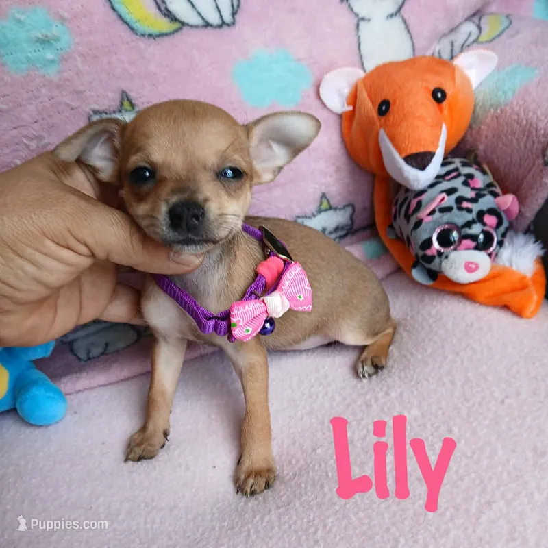 Lily, a female Chihuahua for sale in San Antonio, TX – 1 of 1