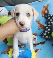 Ollie, a male Chihuahua and Chipoo for sale in Devine, TX – 3 of 3