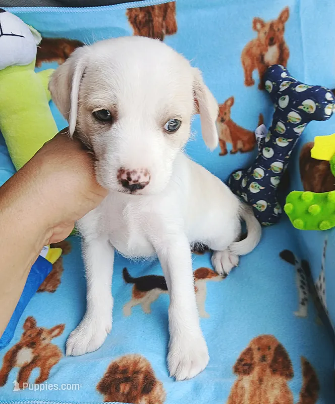 Ollie – Chihuahua, Chipoo puppy for sale in Devine, TX