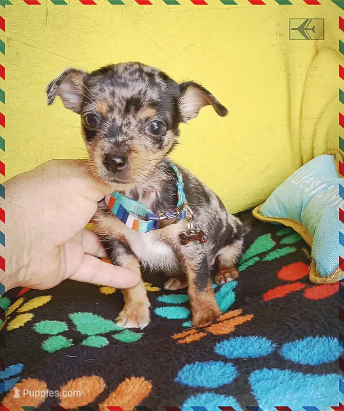 Patches – Chihuahua puppy on hold in Devine, TX