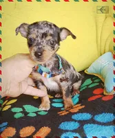 Patches, a male Chihuahua for sale in Devine, TX – 1 of 4