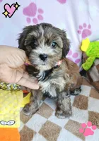 Honey, a female Shorkie for sale in San Antonio, TX – 3 of 3