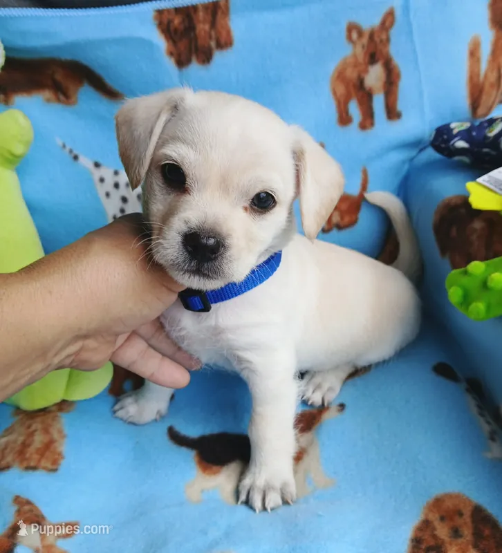 Wally – Chihuahua, Chipoo puppy for sale in Devine, TX
