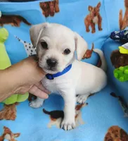 Wally, a male Chihuahua and Chipoo for sale in Devine, TX – 1 of 3
