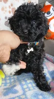 MJ, a male Yorkipoo and Poodle - Toy  for sale in San Antonio, TX – Photo 2 of 5