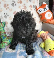 MJ, a male Yorkipoo and Poodle - Toy  for sale in San Antonio, TX – Photo 5 of 5