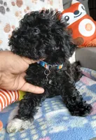 MJ, a male Yorkipoo and Poodle - Toy  for sale in San Antonio, TX – Photo 3 of 5
