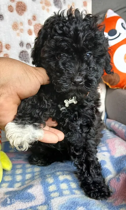 MJ – Yorkipoo, Poodle - Toy  puppy for sale in San Antonio, TX