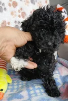MJ, a male Yorkipoo and Poodle - Toy  for sale in San Antonio, TX – Photo 4 of 5