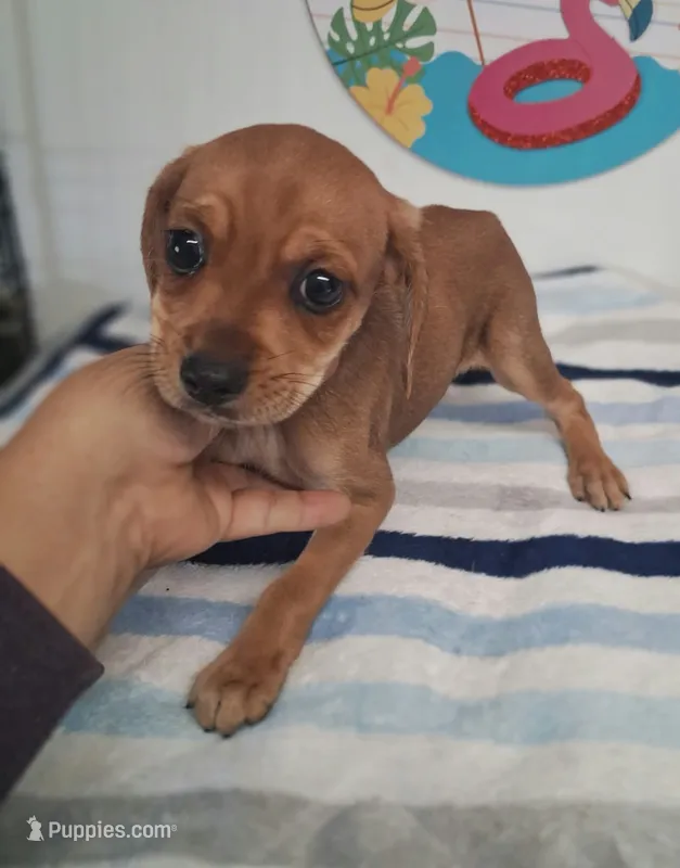 Toby – Chiweenie puppy for sale in Devine, TX
