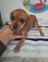 Toby, a male Chiweenie for sale in Devine, TX – 1 of 2