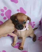 Penny, a female Chihuahua and Chiweenie for sale in Devine, TX – 2 of 4