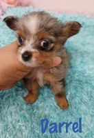 Darrel, a male Chihuahua for sale in San Antonio, TX – 1 of 2
