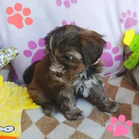 Honey, a female Shorkie for sale in San Antonio, TX – 2 of 3
