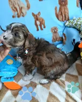 Brownie, a male Shorkie for sale in San Antonio, TX – 2 of 3