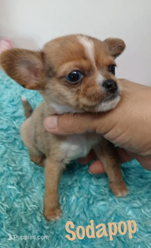 Soda pop – Chihuahua puppy for sale in San Antonio, TX